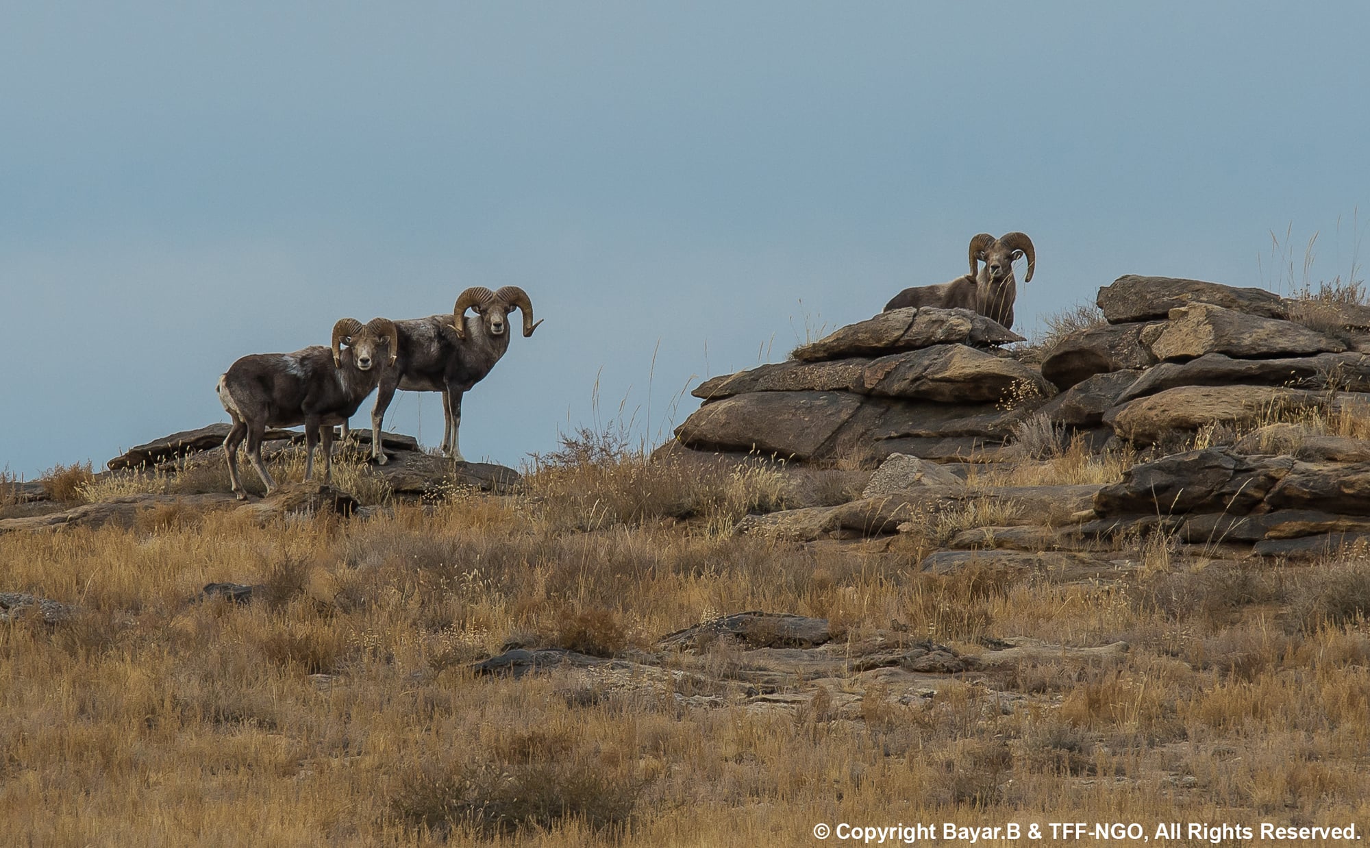 Gobi Desert Expedition